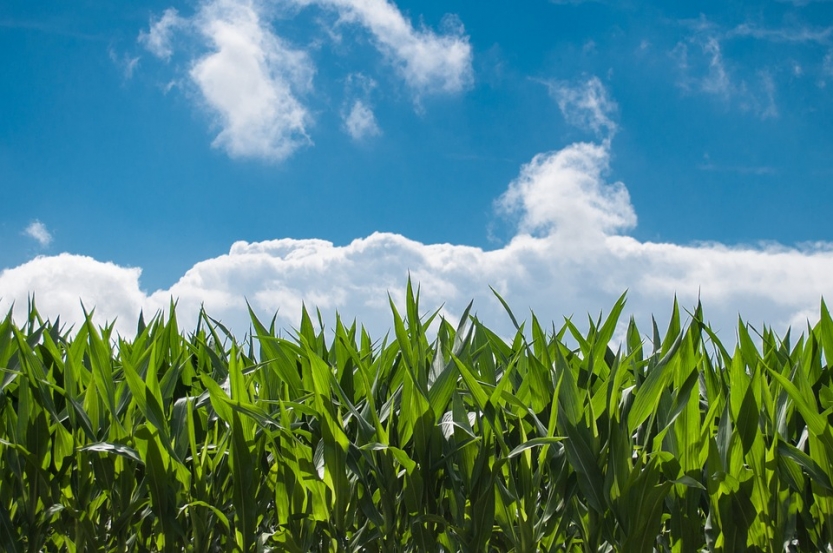 corn-field-440338_960_720