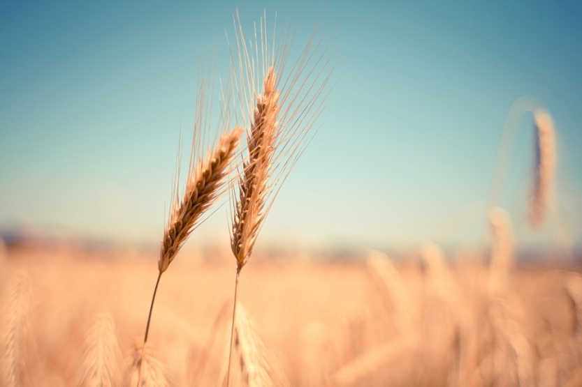 wheat-865152_960_720